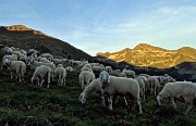 95 Gregge al tramonto rientra all'ovile